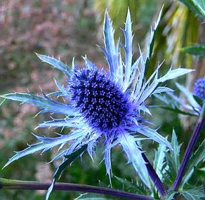 (image for) Eryngium \'Electric Sea Holly\' 5 Seeds